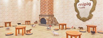 🐷 마이피그 카페 이온몰 삿포로핫사무점 (마이크로 돼지 카페)